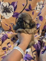 Marcus , a male Shih Tzu for sale in Diamond, MO – 8 of 10