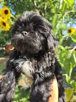 Tiana, a female Shih Tzu for sale in Diamond, MO – 5 of 9