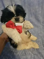 Oreo, a male Shih Tzu for sale in Diamond, MO – Photo 8 of 8