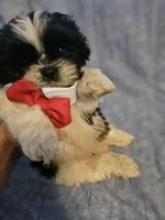 Oreo, a male Shih Tzu for sale in Diamond, MO – Photo 5 of 8