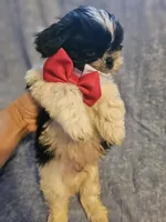 Oreo, a male Shih Tzu for sale in Diamond, MO – Photo 7 of 8