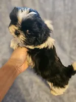 Oreo, a male Shih Tzu for sale in Diamond, MO – Photo 2 of 8