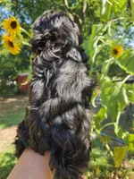 Tiana, a female Shih Tzu for sale in Diamond, MO – 9 of 9