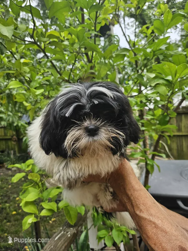Mark ..  – Shih Tzu puppy for sale in Diamond, MO