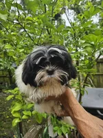 Bruce ...., a male Shih Tzu for sale in Diamond, MO – 3 of 10