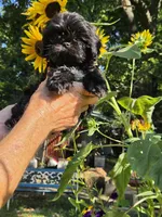 Tiana, a female Shih Tzu for sale in Diamond, MO – 7 of 9