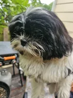 Bruce ...., a male Shih Tzu for sale in Diamond, MO – 9 of 10