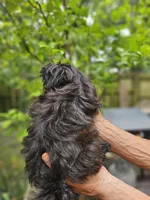 Ivy, a female Shih Tzu for sale in Diamond, MO – 6 of 10