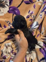 Cleo , a female Chihuahua and Shih Tzu for sale in Diamond, MO – 2 of 10