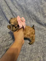 Coco, a female Shih Tzu for sale in Diamond, MO – Photo 8 of 10