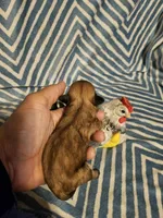 Latte, a male Shih Tzu for sale in Diamond, MO – Photo 3 of 4