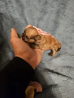 Coco, a female Shih Tzu for sale in Diamond, MO – Photo 5 of 10