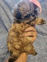 Coco, a female Shih Tzu for sale in Diamond, MO – Photo 6 of 10