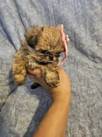 Coco, a female Shih Tzu for sale in Diamond, MO – Photo 4 of 10