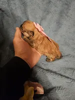 Coco, a female Shih Tzu for sale in Diamond, MO – Photo 6 of 10