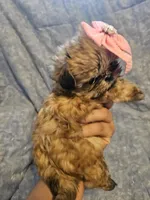 Coco, a female Shih Tzu for sale in Diamond, MO – Photo 3 of 10