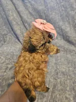 Coco, a female Shih Tzu for sale in Diamond, MO – Photo 10 of 10