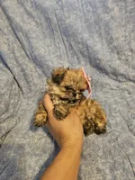 Coco, a female Shih Tzu for sale in Diamond, MO – Photo 2 of 10