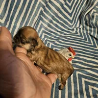 Coco, a female Shih Tzu for sale in Diamond, MO – Photo 5 of 10