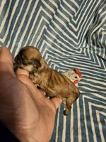 Latte, a male Shih Tzu for sale in Diamond, MO – Photo 4 of 4