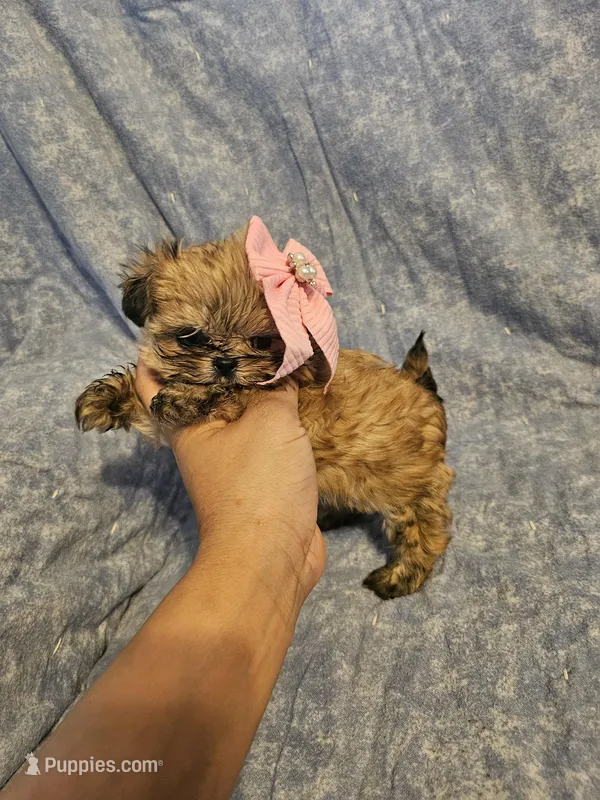 Coco – Shih Tzu puppy for sale in Diamond, MO