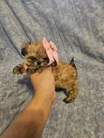 Coco, a female Shih Tzu for sale in Diamond, MO – Photo 1 of 10