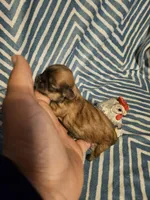 Latte, a male Shih Tzu for sale in Diamond, MO – Photo 2 of 4