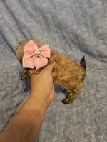 Coco, a female Shih Tzu for sale in Diamond, MO – Photo 7 of 10