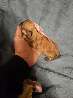 Coco, a female Shih Tzu for sale in Diamond, MO – Photo 4 of 10