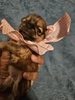 Coco, a female Shih Tzu for sale in Diamond, MO – Photo 3 of 10