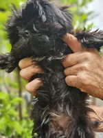 Ivy, a female Shih Tzu for sale in Diamond, MO – 5 of 10
