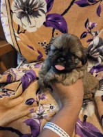 Marcus , a male Shih Tzu for sale in Diamond, MO – 7 of 10