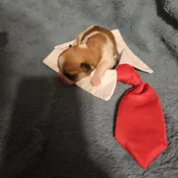 Bobby, a female Chihuahua and Shih Tzu for sale in Diamond, MO – Photo 5 of 6