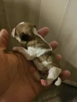 Peter , a female Chihuahua and Shih Tzu for sale in Diamond, MO – Photo 6 of 6