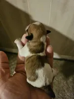 Peter , a female Chihuahua and Shih Tzu for sale in Diamond, MO – Photo 4 of 6