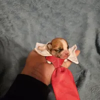 Bobby, a female Chihuahua and Shih Tzu for sale in Diamond, MO – Photo 6 of 6