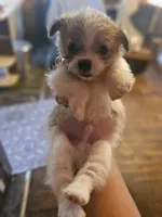 Tommy, a male Chihuahua and Shih Tzu for sale in Diamond, MO – Photo 2 of 10