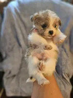 Tommy, a male Chihuahua and Shih Tzu for sale in Diamond, MO – Photo 4 of 10