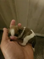 Peter , a female Chihuahua and Shih Tzu for sale in Diamond, MO – Photo 3 of 6