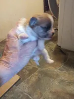 Tommy, a male Chihuahua and Shih Tzu for sale in Diamond, MO – Photo 7 of 10