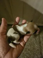 Peter , a female Chihuahua and Shih Tzu for sale in Diamond, MO – Photo 2 of 6