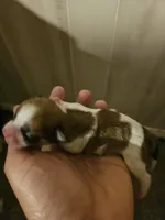 Peter , a female Chihuahua and Shih Tzu for sale in Diamond, MO – Photo 1 of 6