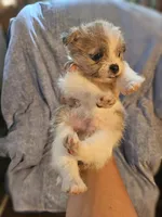 Tommy, a male Chihuahua and Shih Tzu for sale in Diamond, MO – Photo 3 of 10