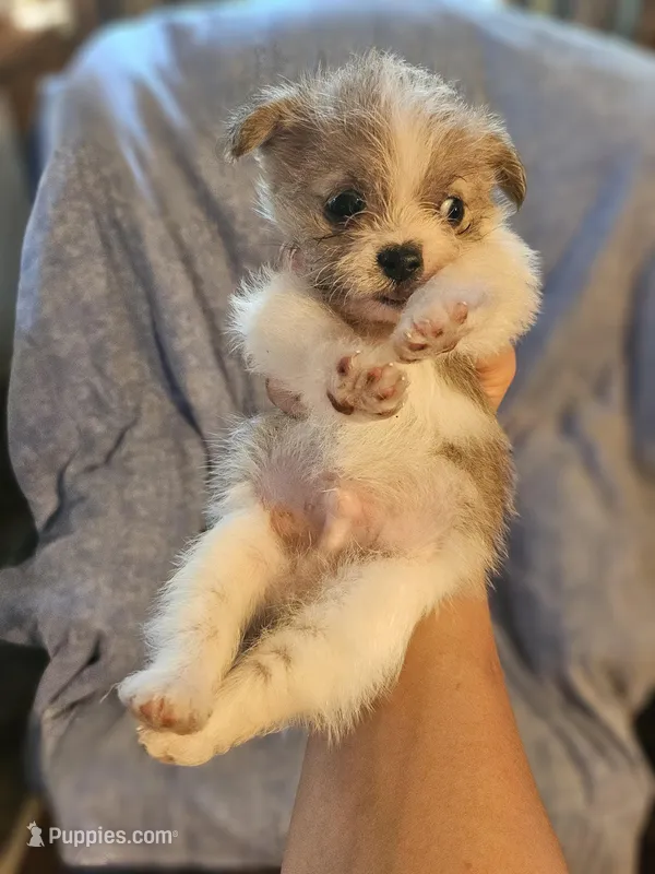 Tommy, a male Chihuahua and Shih Tzu for sale in Diamond, MO – Photo 1 of 10