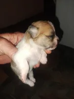 Tommy, a male Chihuahua and Shih Tzu for sale in Diamond, MO – Photo 9 of 10