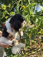 Toby, a male Shih Tzu for sale in Diamond, MO – 2 of 8