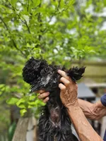Maiya....., a female Shih Tzu for sale in Diamond, MO – 9 of 10