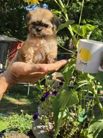 Sugar, a female Shih Tzu for sale in Diamond, MO – 7 of 9