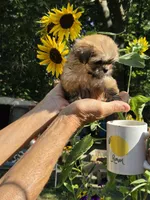 Sugar, a female Shih Tzu for sale in Diamond, MO – 5 of 9
