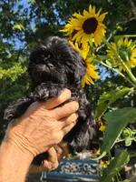 Tiana, a female Shih Tzu for sale in Diamond, MO – 3 of 9